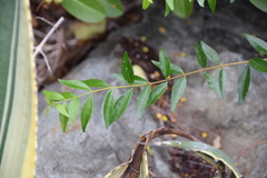 Forestiera segregata