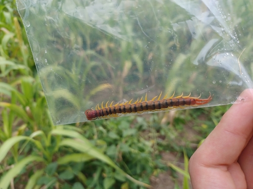Red-headed Centipede