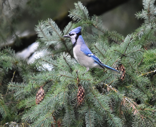 Blue Jay photographed in Oregon