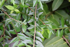 Forestiera segregata