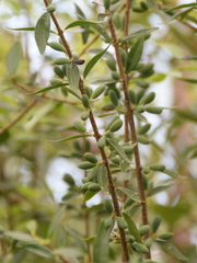 Forestiera segregata