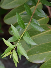 Forestiera segregata