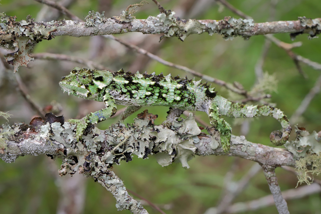 Spiny-flanked Chameleon