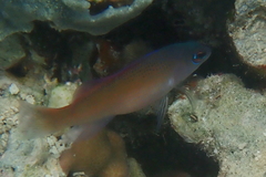 Sunrise Dottyback photo 2