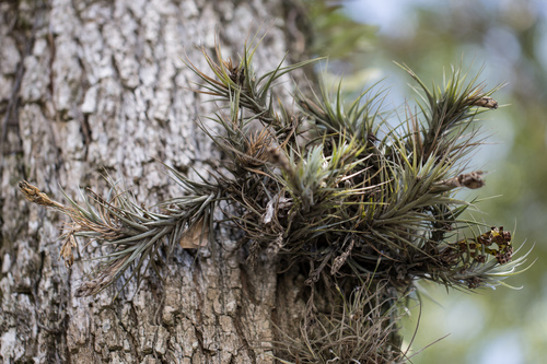 Narrowleaf airplant (Tillandsia tenuifolia)