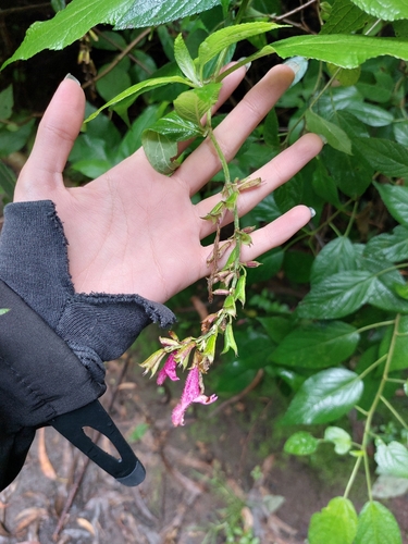 Salvia tortuosa, photograph 3