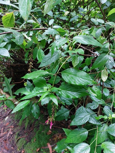 Salvia tortuosa, photograph 4