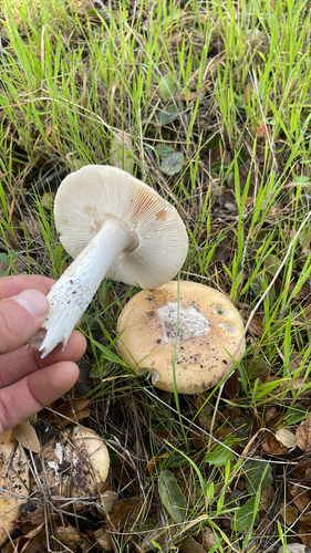 iNaturalist observation photo of springtime amanita