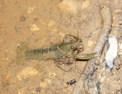 Cherax