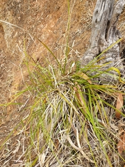 Lomandra densiflora