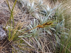 Aciphylla lyallii