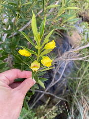Bowkeria citrina, photograph (c) Sunčana Bradley, some rights reserved (CC BY)