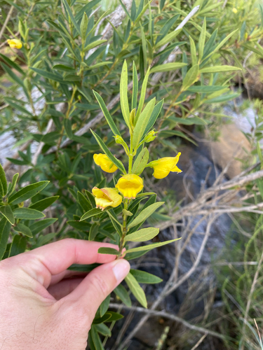 Yellow Shellflower (Bowkeria citrina)