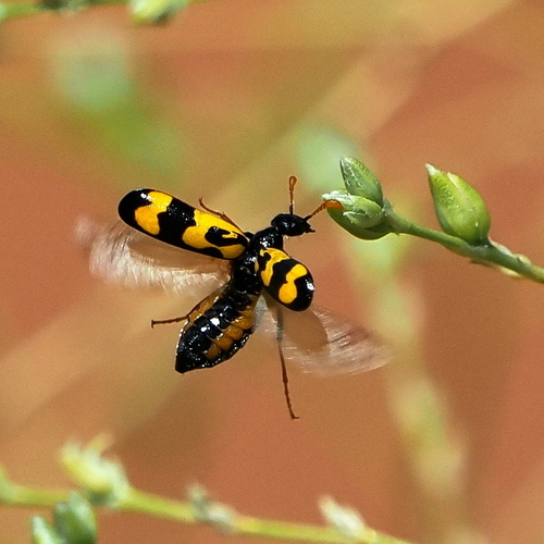 Paractenodia freyi