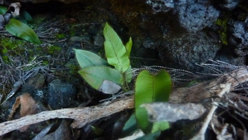 Elaphoglossum hybridum image