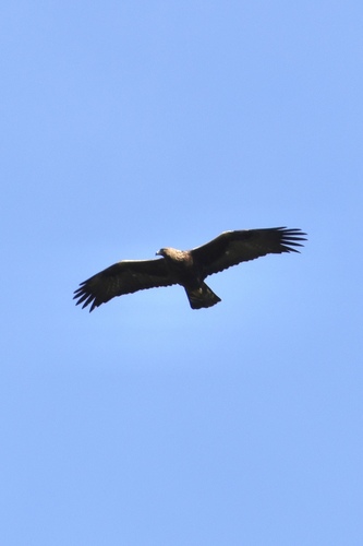 Avistamiento Águila real (Sierra Nevada)