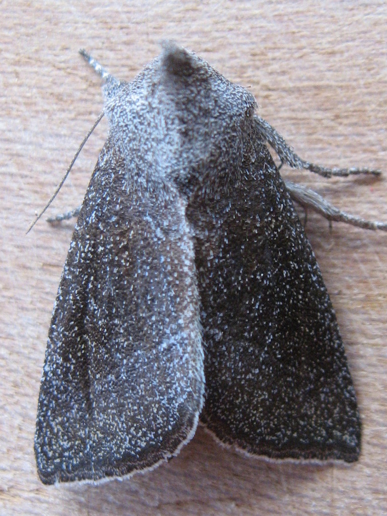 Maritime Sunflower Borer Moth