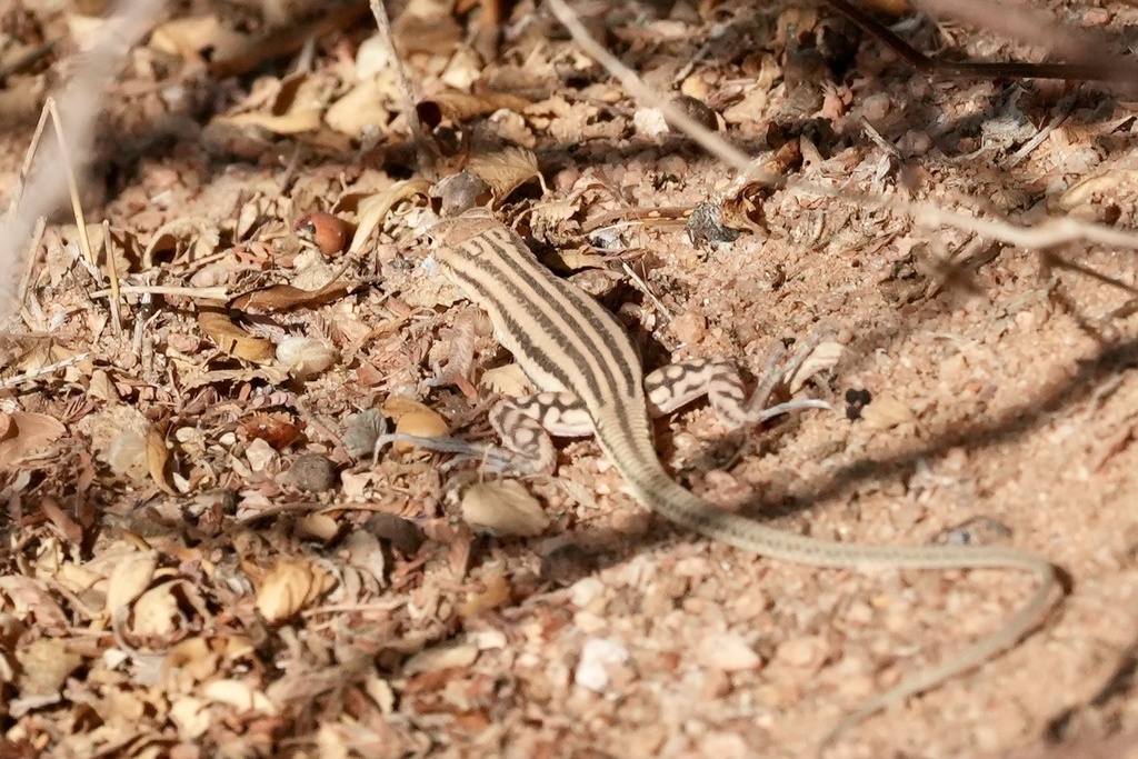 Peters' Sand Lizard