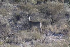 Odocoileus virginianus texanus