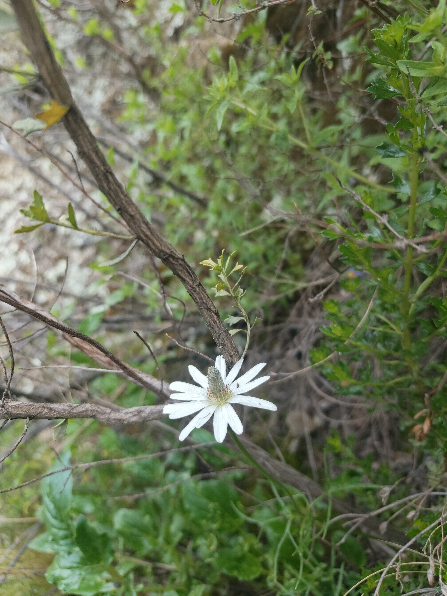 Southern Anemone (Anemone decapetala)