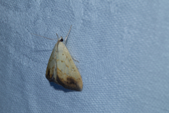 Evergestis extimalis