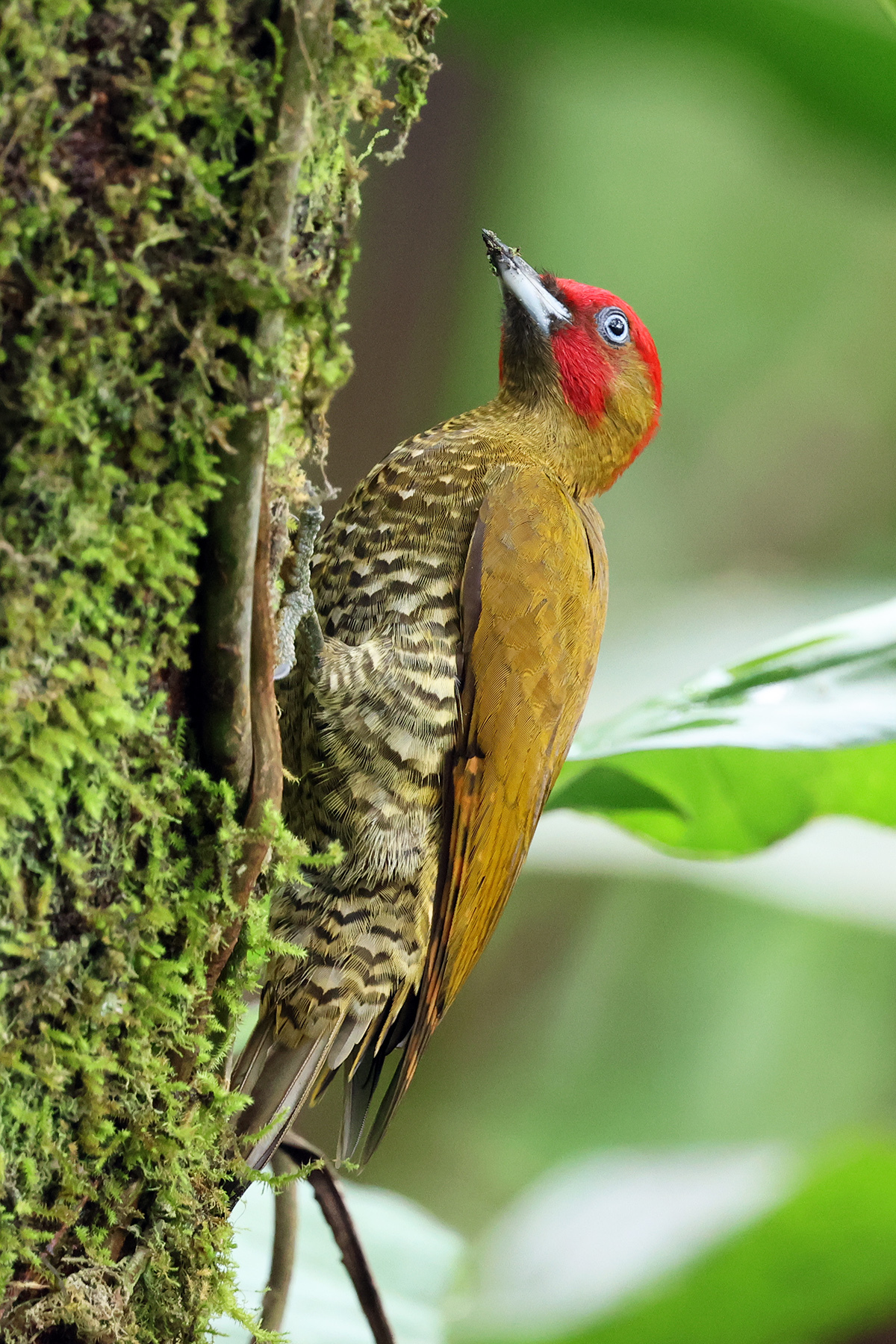 Rufous-winged Woodpecker (Piculus simplex), photo 3