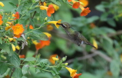 Chlorostilbon russatus