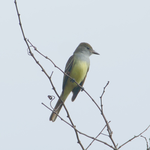 Great Crested Flycatcher (Myiarchus crinitus), photo 9