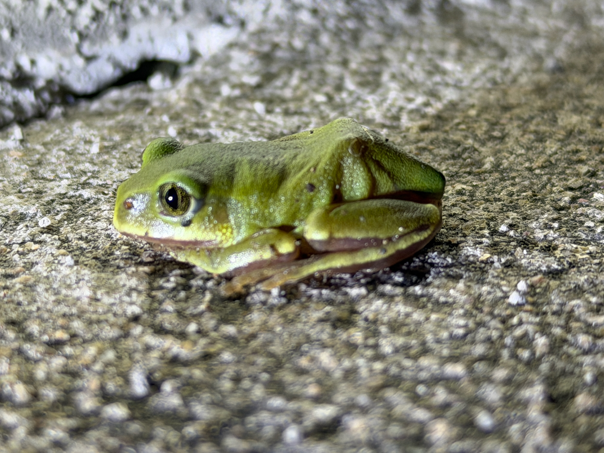 Leptopelis mossambicus Poynton, 1985