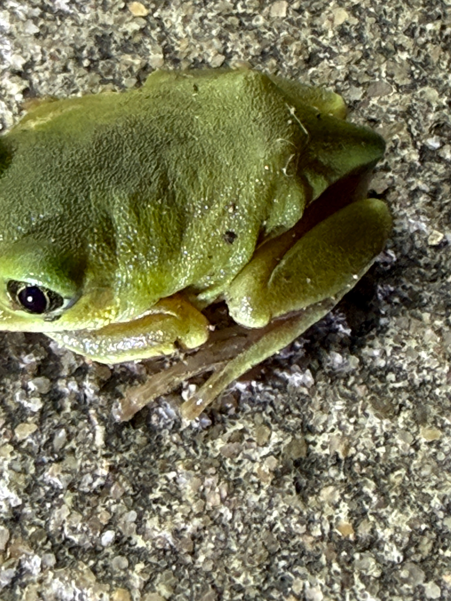 Leptopelis mossambicus Poynton, 1985