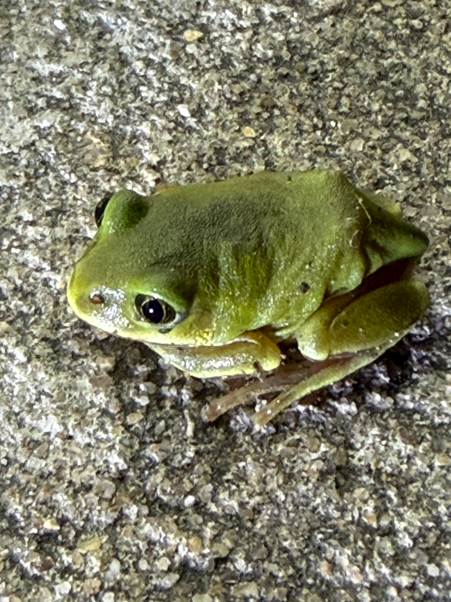 Leptopelis mossambicus Poynton, 1985