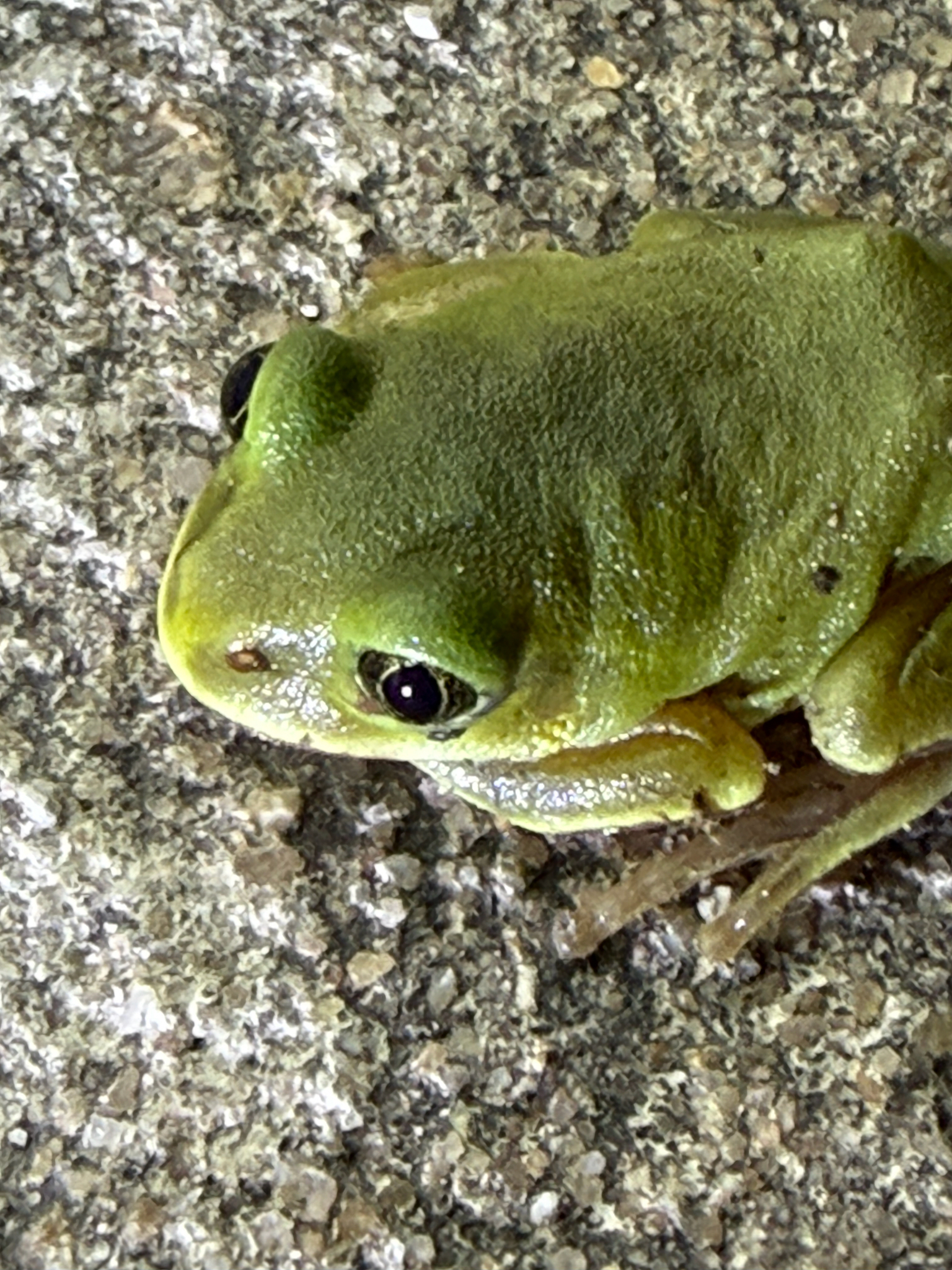 Leptopelis mossambicus Poynton, 1985