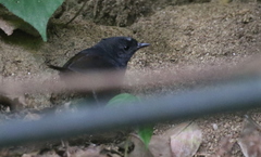 Scytalopus sanctaemartae