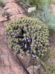 Euphorbia pulvinata, photograph (c) Sunčana Bradley, some rights reserved (CC BY)