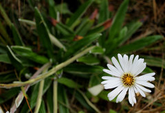 Celmisia spectabilis