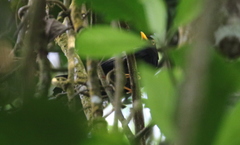 Turdus flavipes