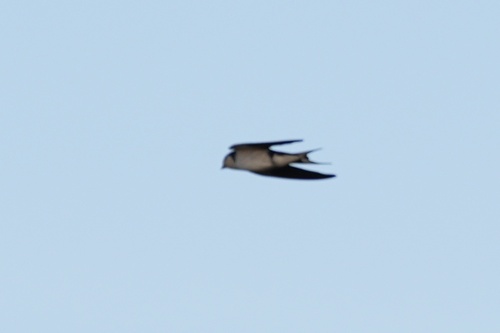 Ethiopian Swallow