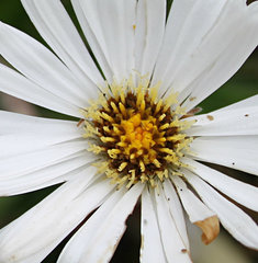 Celmisia spectabilis