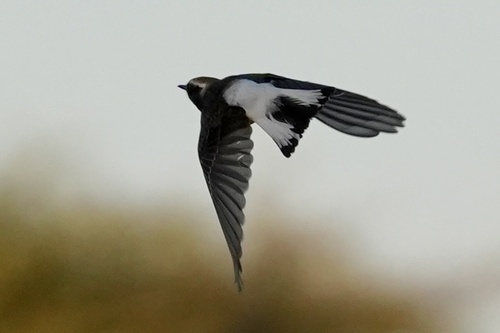 Pied Wheatear