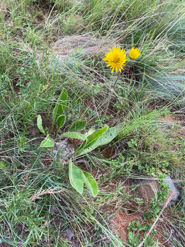Bristle African Thistle (Berkheya setifera)