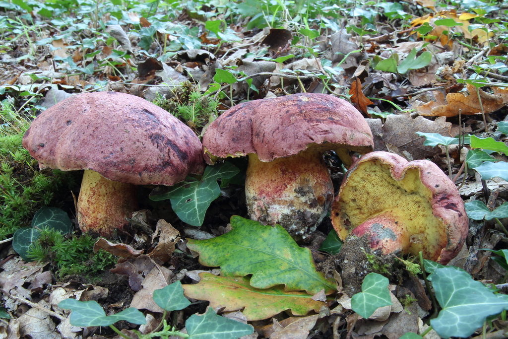 Baorangia emileorum