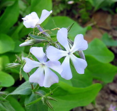 Phlox divaricata divaricata