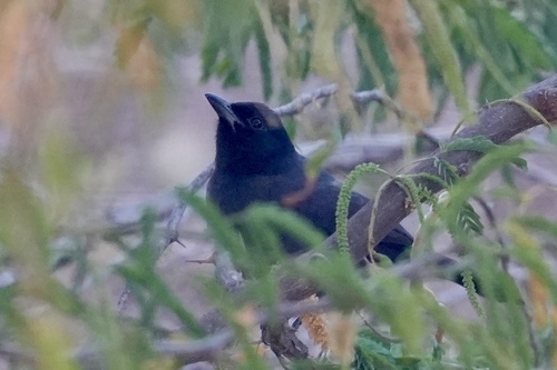 Slate-colored Boubou