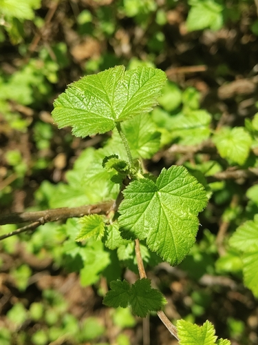 Rubus trilobus, photograph 6
