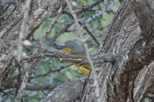 Grey-headed Bushshrike