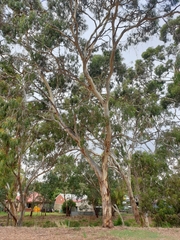 Eucalyptus leucoxylon leucoxylon