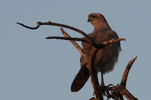 Eastern Chanting-Goshawk