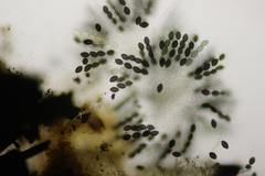 Podospora tetraspora
