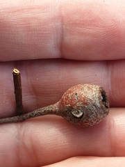 Eucalyptus leucoxylon leucoxylon