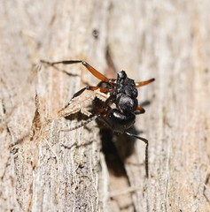 Polyrhachis femorata